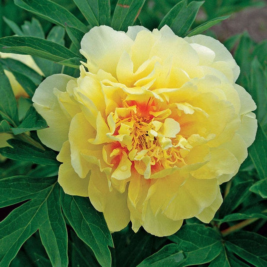 Bartzella Itoh Peony