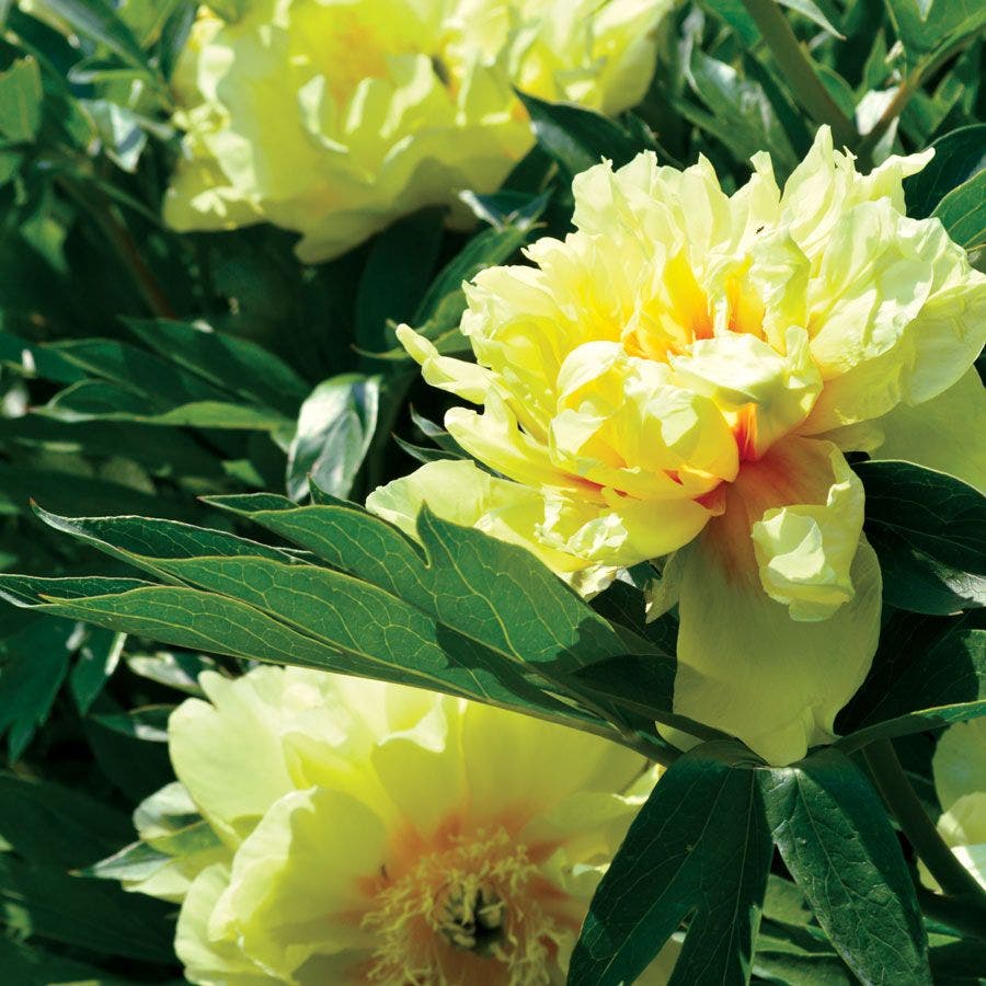 Bartzella Itoh Peony