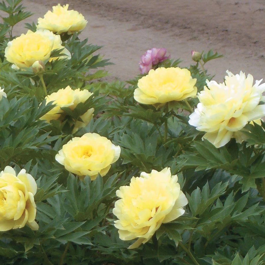 Bartzella Itoh Peony