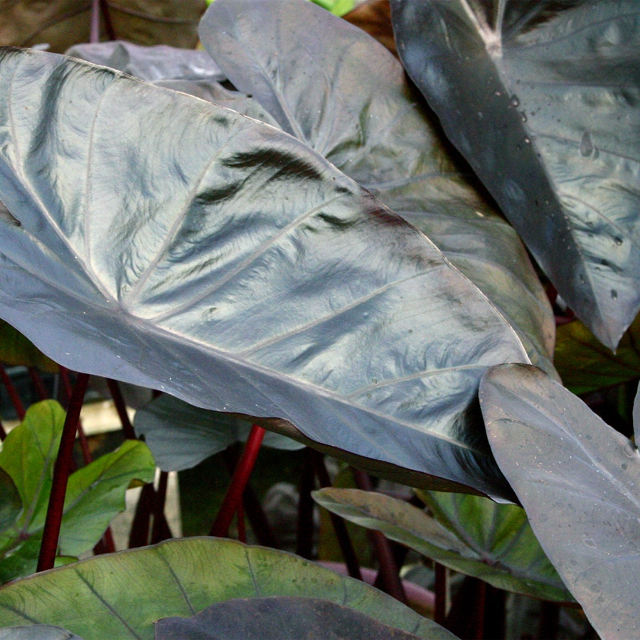 Diamond Head Elephant Ear