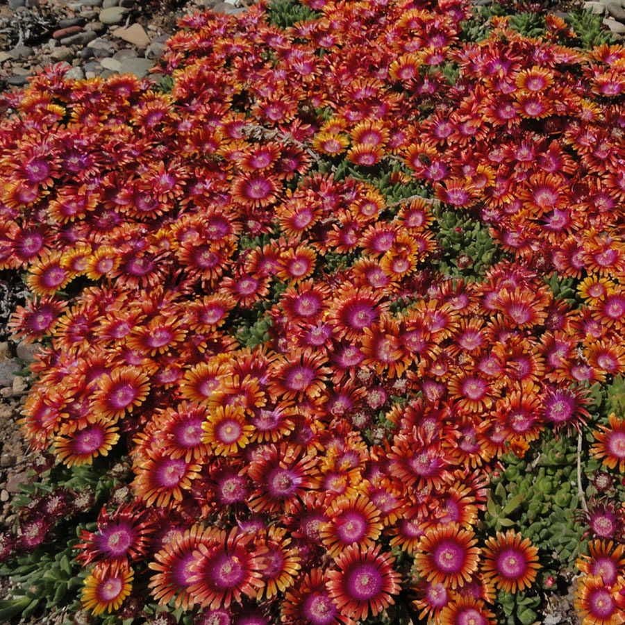Fire Spinner® Iceplant