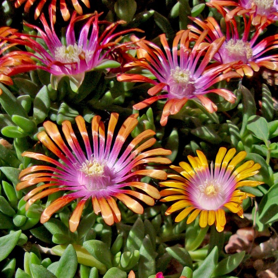Fire Spinner® Iceplant