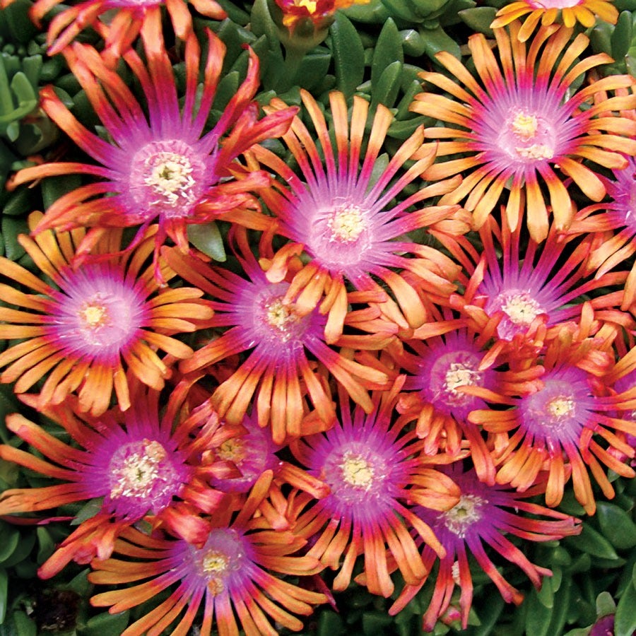 Fire Spinner® Iceplant