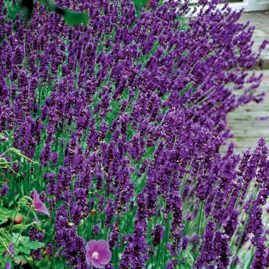 Lavandula 'Hidcote Blue'