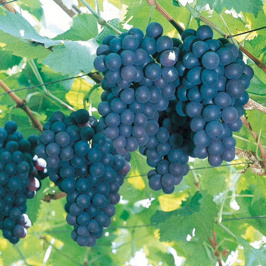 plant concord grape seeds Vitis 'Concord' Grape