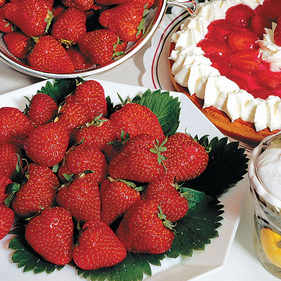 jewel strawberry seeds Fragaria 'Jewel' Strawberry