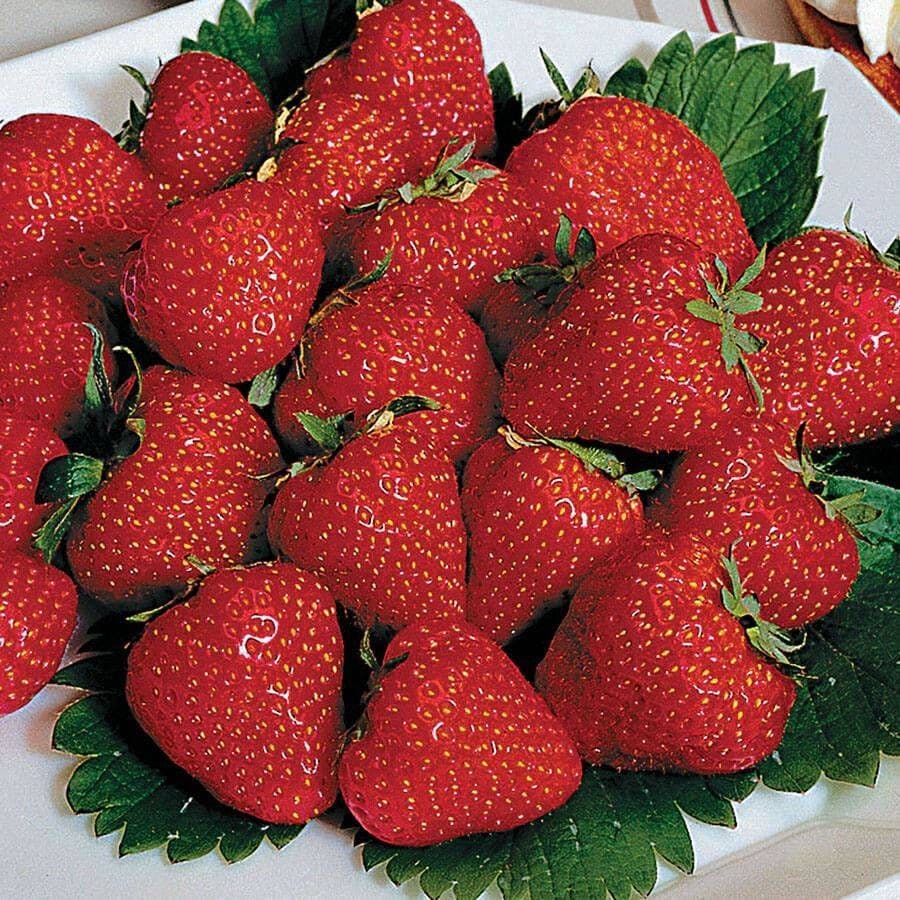 jewel strawberry seeds Fragaria 'Jewel' Strawberry