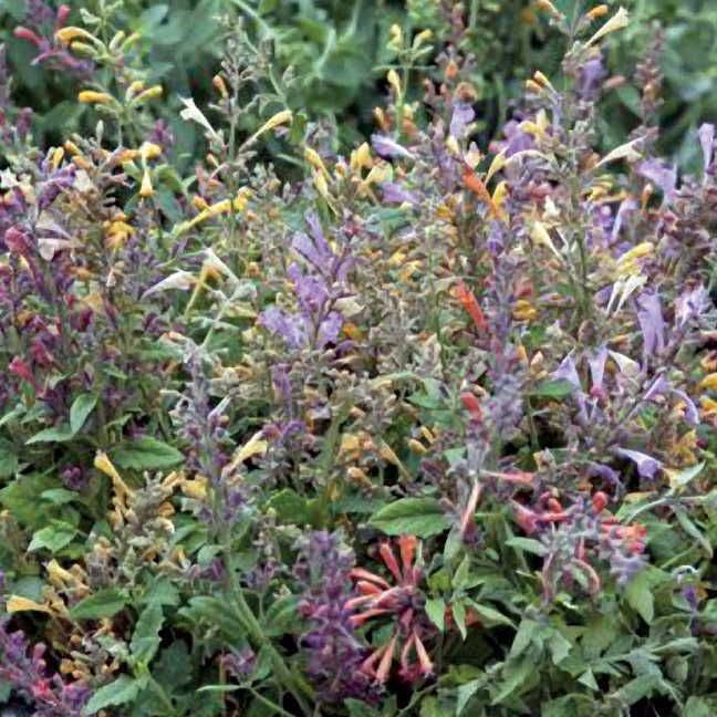 hummingbird carpet plant seeds Fragrant Carpet Hummingbird Mint Mix Seeds