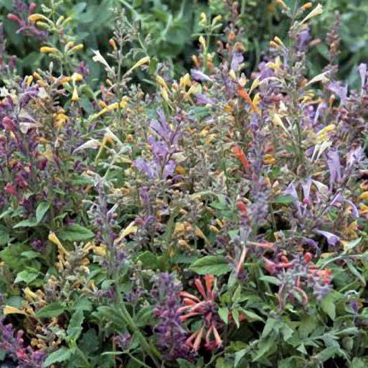 Fragrant Carpet Hummingbird Mint Mix Seeds