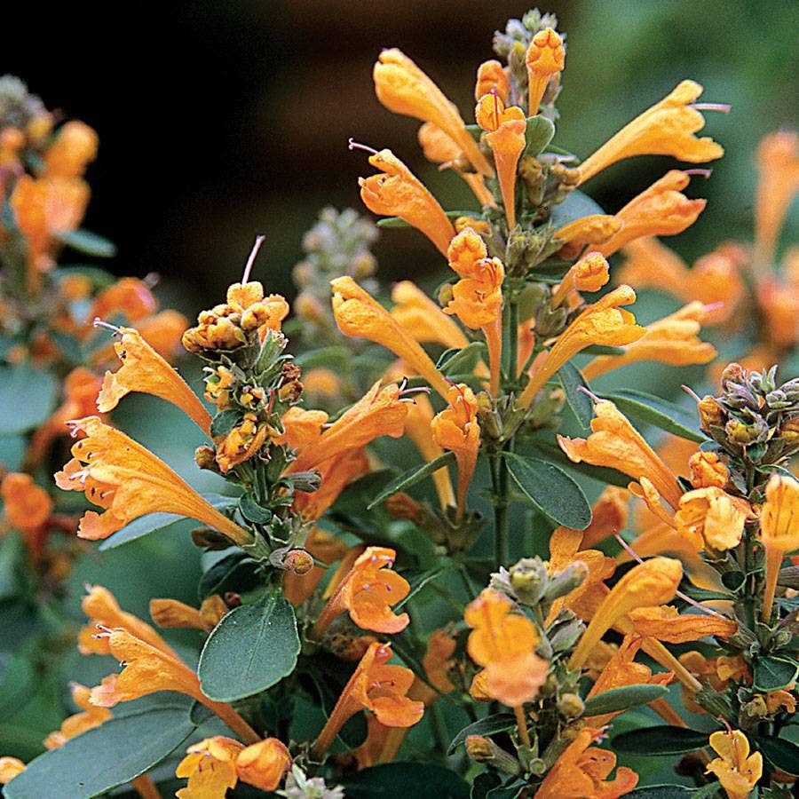 arizona wildflowers seeds Arizona™ Sandstone Hyssop Seeds – Park Seed