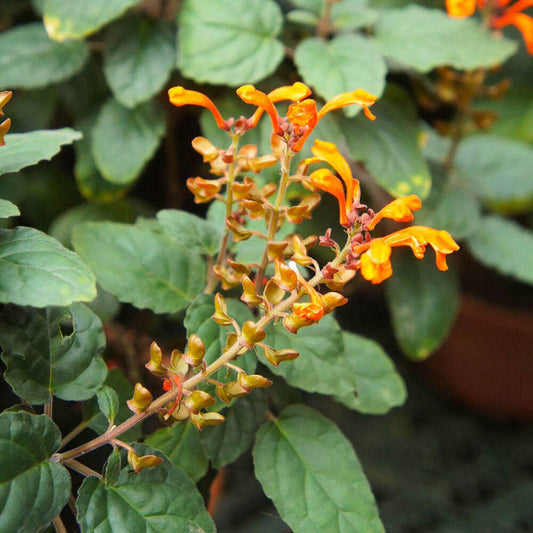 Arizona™ Sandstone Hyssop Seeds