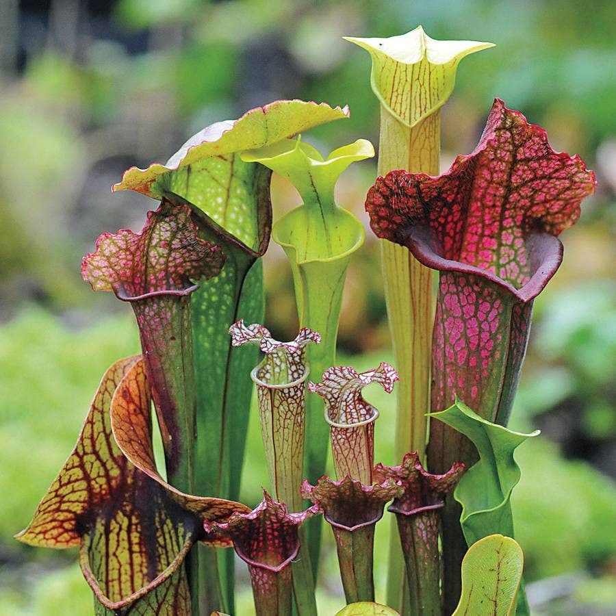 buy pitcher plant seeds Webbed Goblets and Chalices Pitcher Plant Seeds