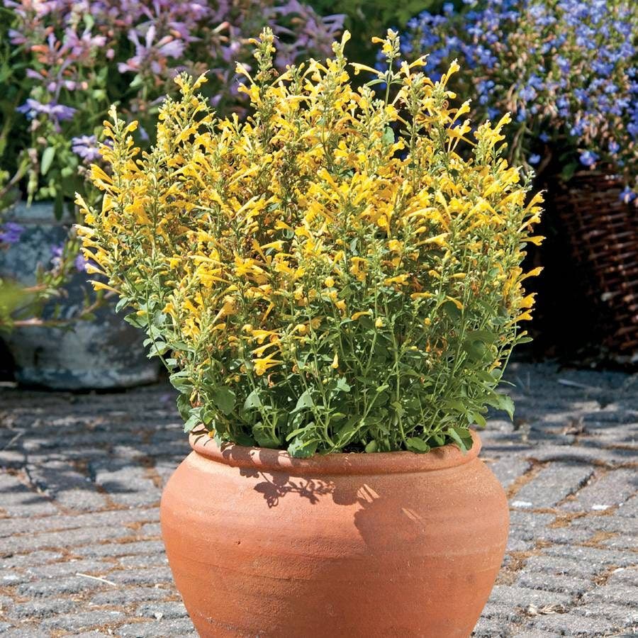 garden seeds arizona Agastache Arizona™ Sun Hyssop Seeds
