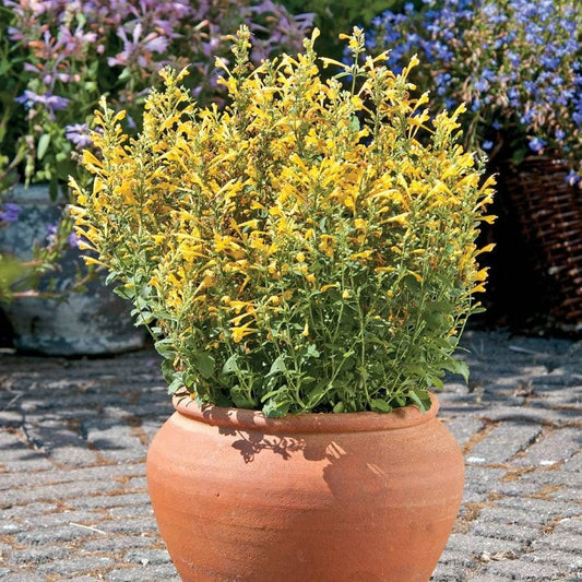 Agastache Arizona™ Sun Hyssop Seeds