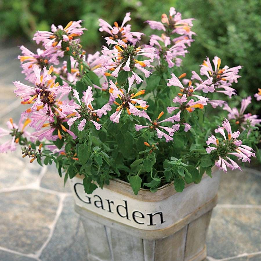 garden seeds arizona Arizona™ Sunset Hyssop Seeds