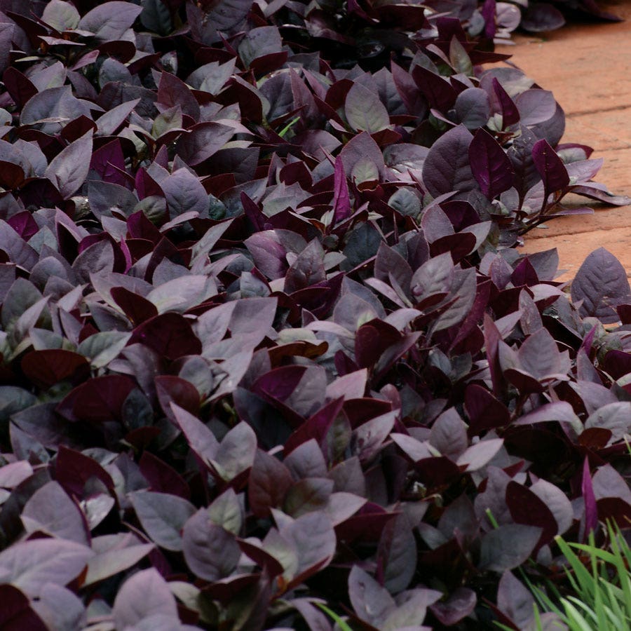 plant with purple seeds Alternanthera Purple Prince Seed RAW / 100 seeds / UNTREATED
