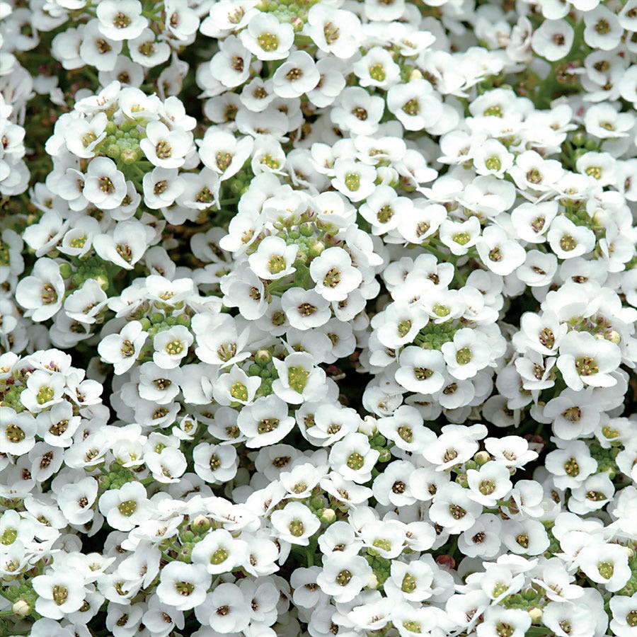 plant alyssum seeds Clear Crystal® White Sweet Alyssum Seeds