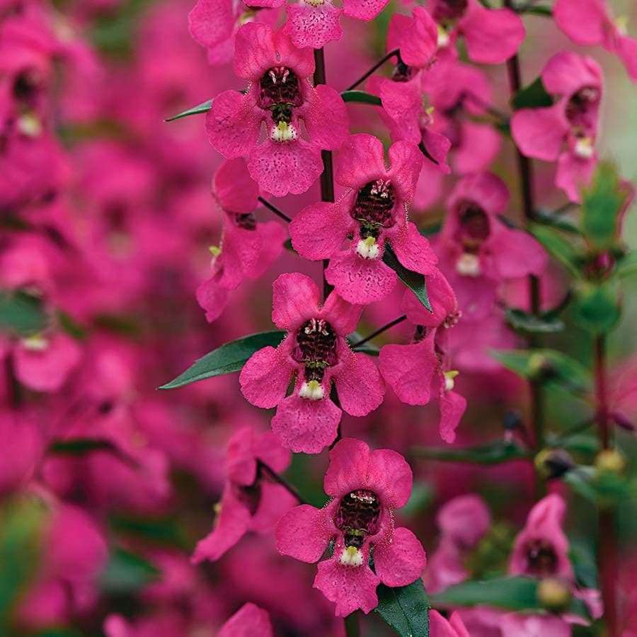 angelonia flower seeds Serena® Rose Angelonia Seeds