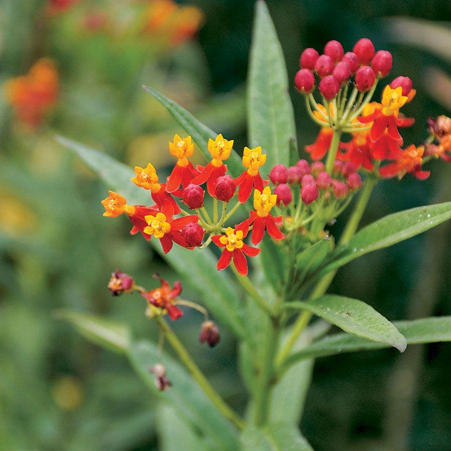seeds tropical plants Tropical Butterfly Weed Seeds – Park Seed
