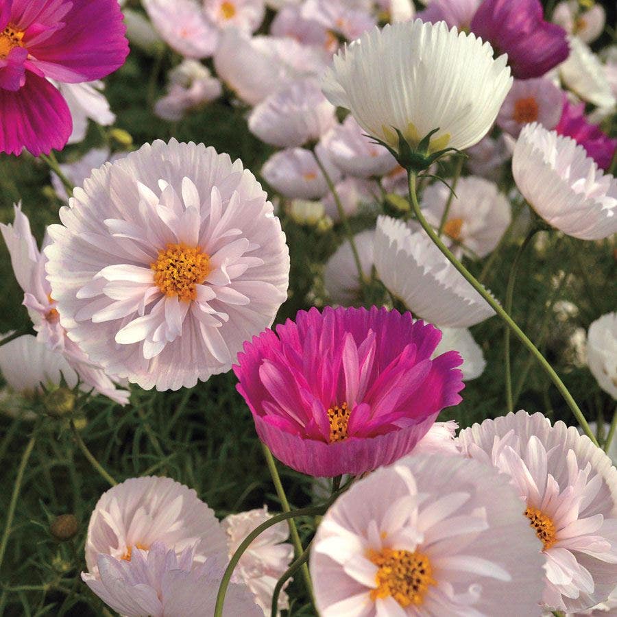 cup and saucer flower seeds Cosmos bipinnatus 'Cupcakes and Saucers Mix' Seeds – Park Seed