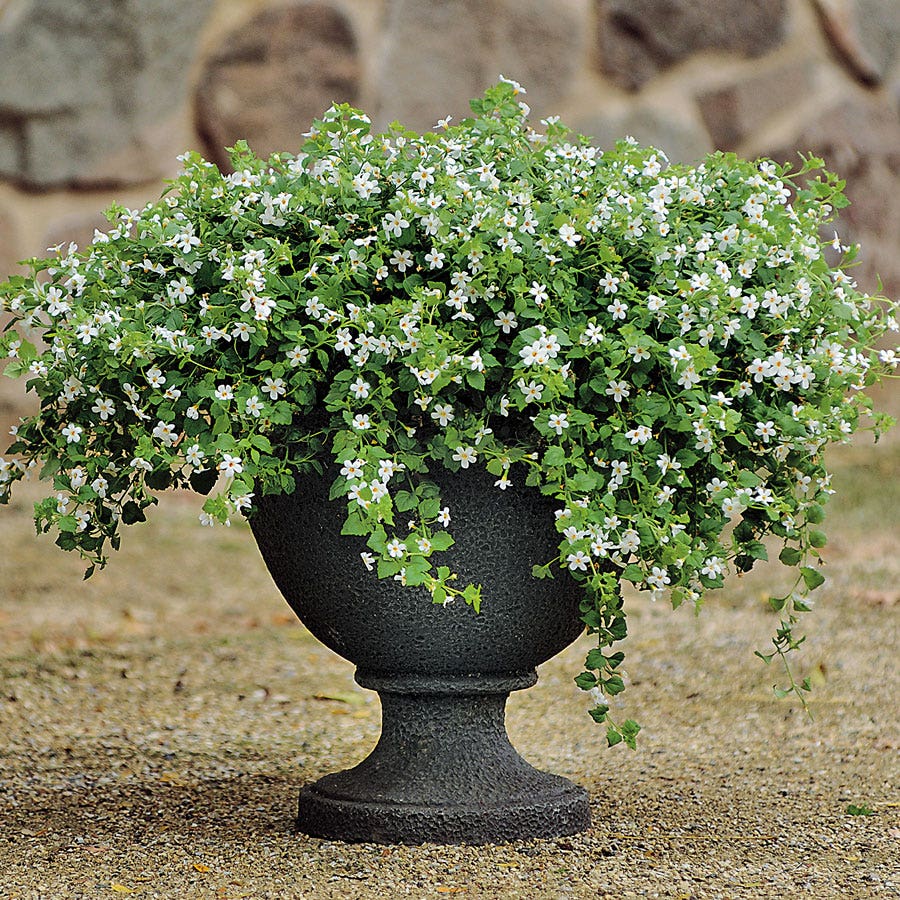 Snowtopia® Bacopa Seeds