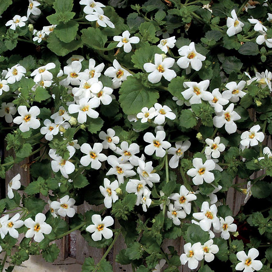 Snowtopia® Bacopa Seeds