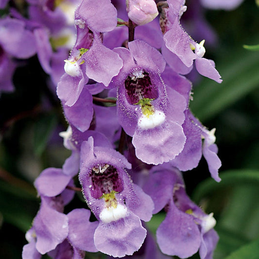 Serenita® Sky Blue Angelonia Seeds