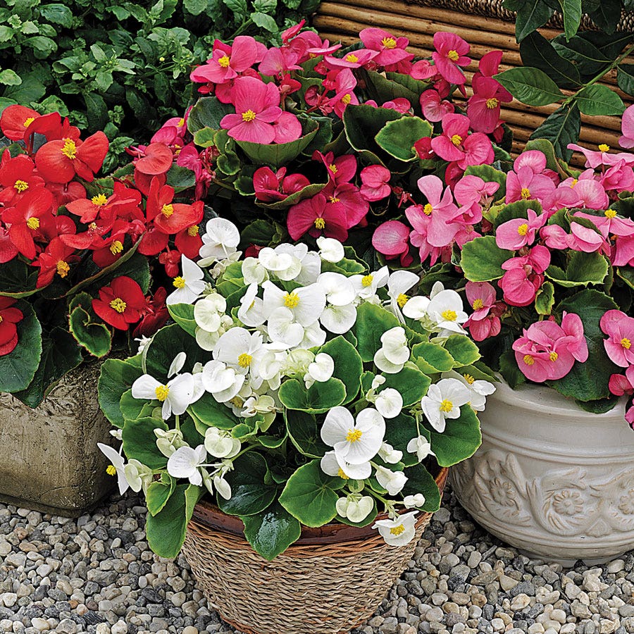Bada Bing® Mix Begonia Seeds
