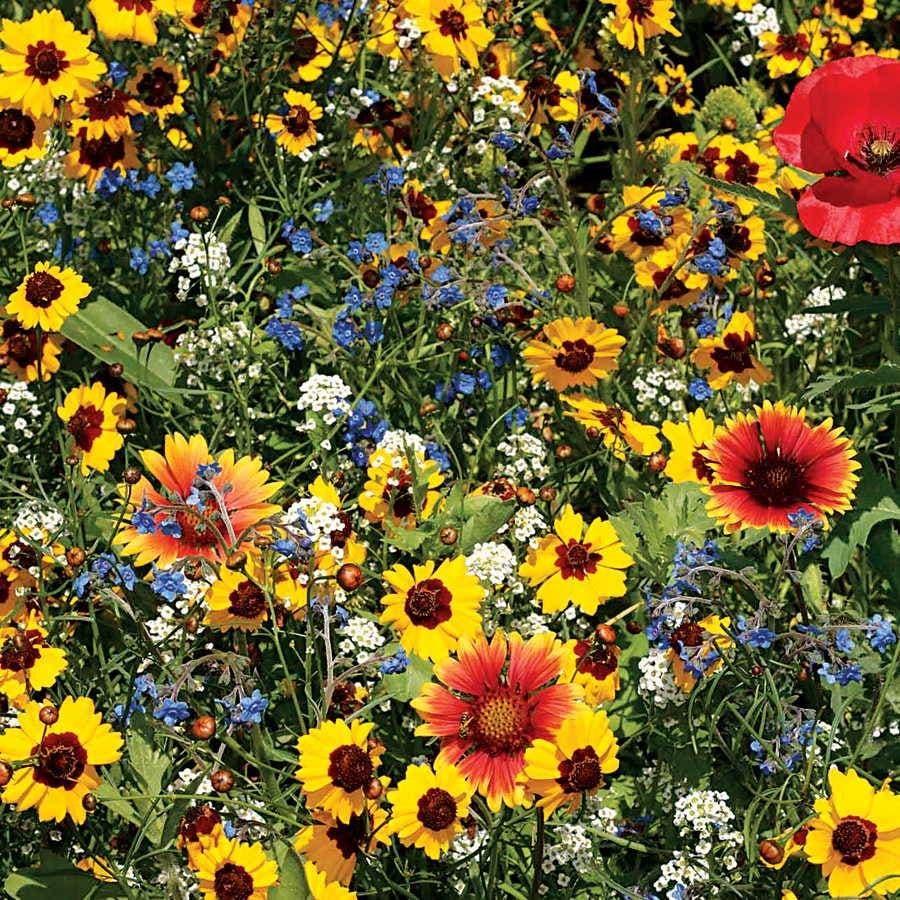 buy wildflowers seeds Bee Buddies Wildflower Mix Seeds