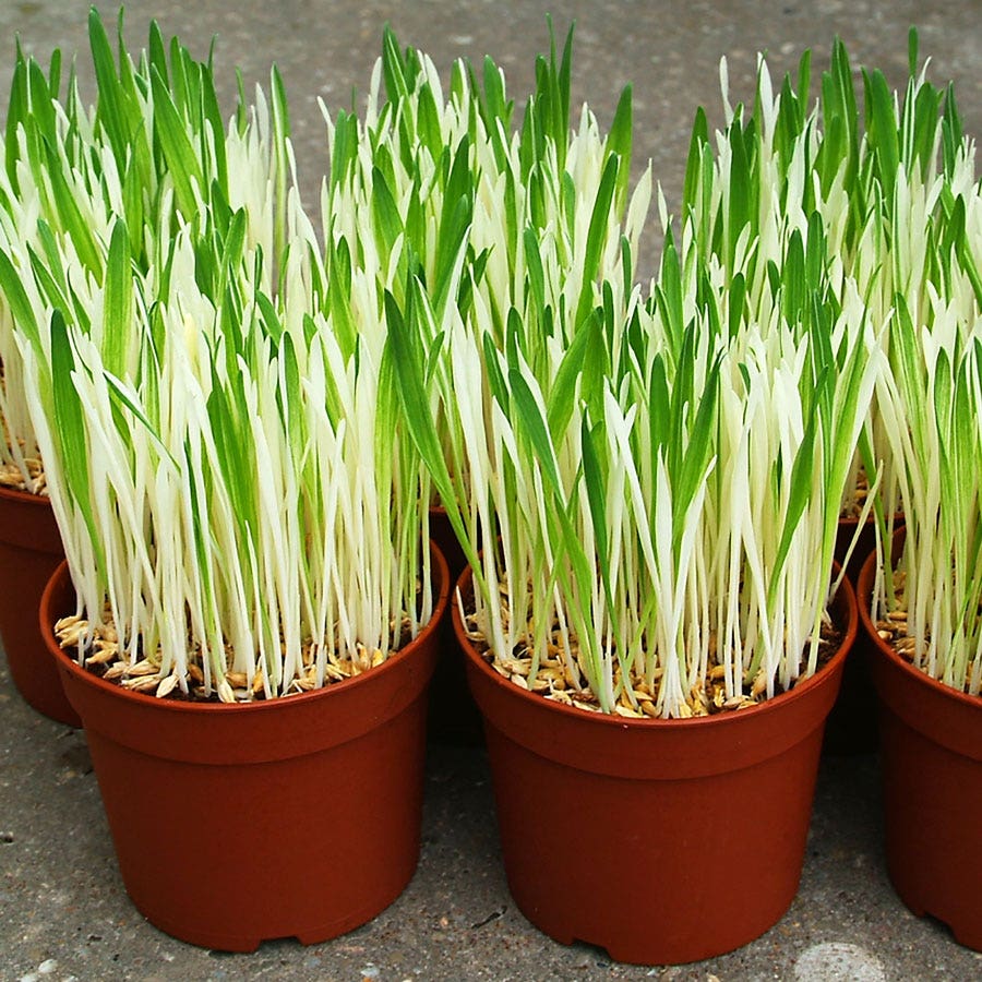 Cat Grass Seeds