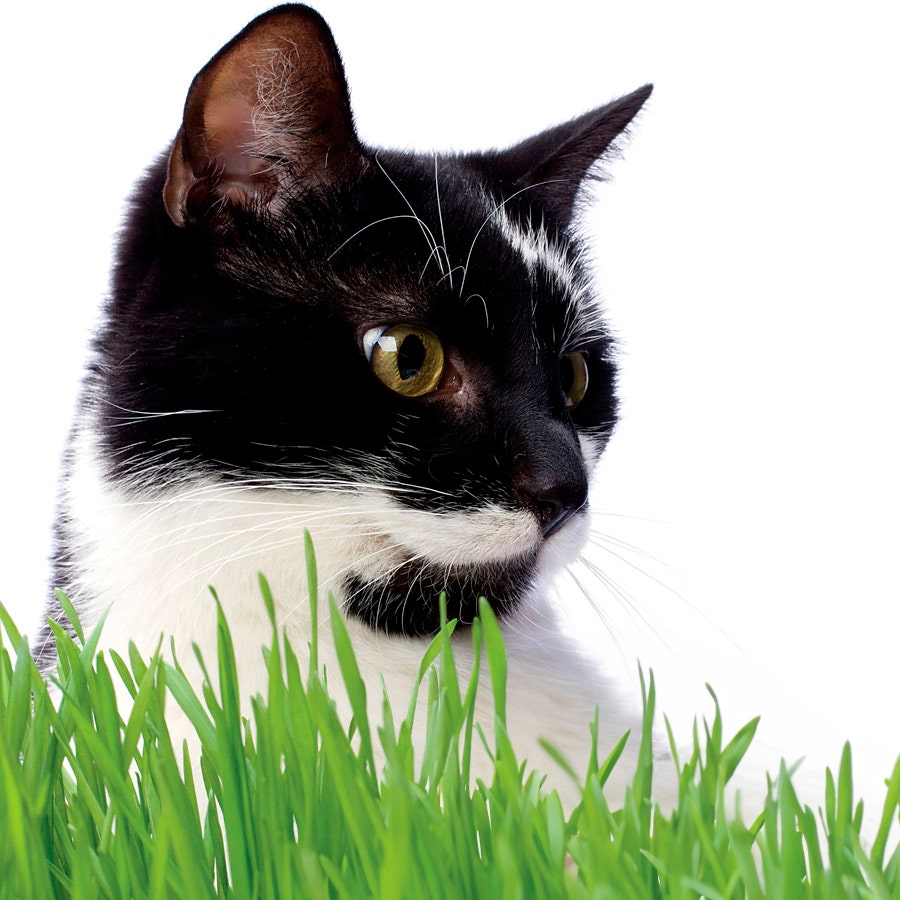 Cat Grass Seeds