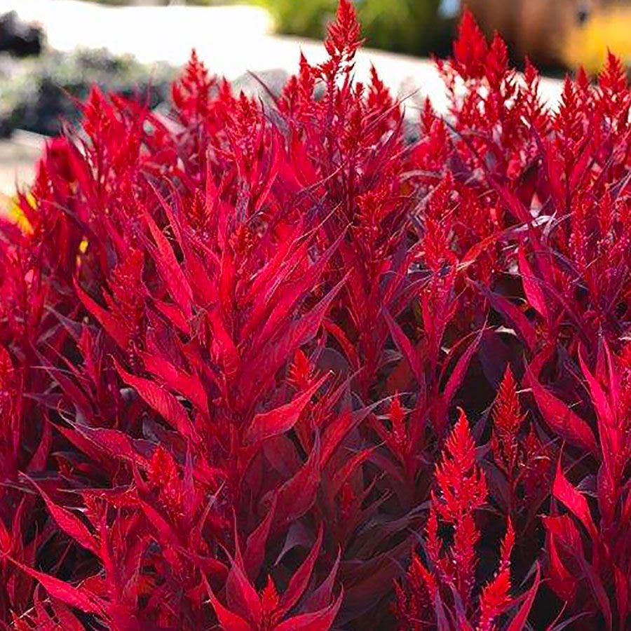 celosia seed planting Dragon's Breath® Celosia Seeds