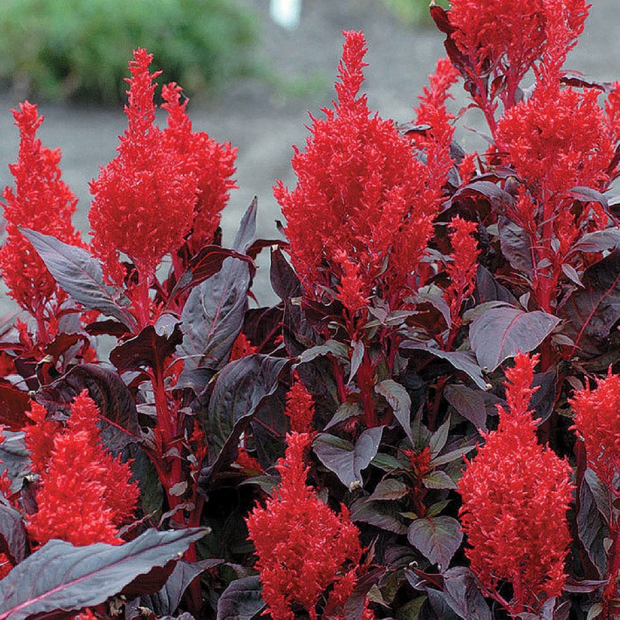 flower seeds from china China Town Celosia Seeds