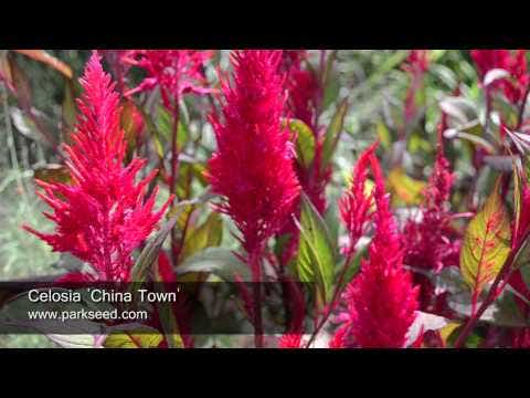 China Town Celosia Seeds