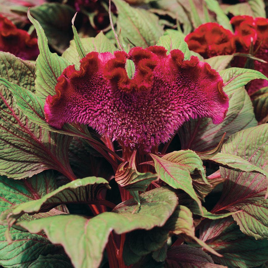 dracula house plant Dracula Celosia Seeds – Park Seed