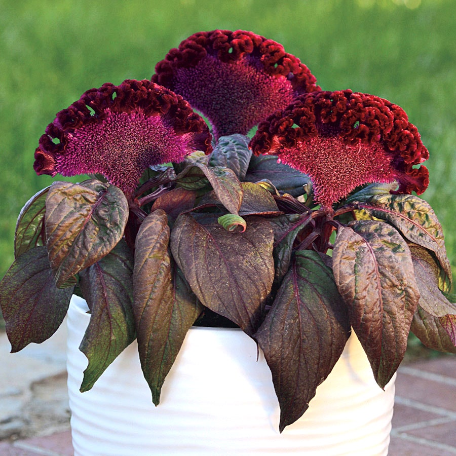 Dracula Celosia Seeds