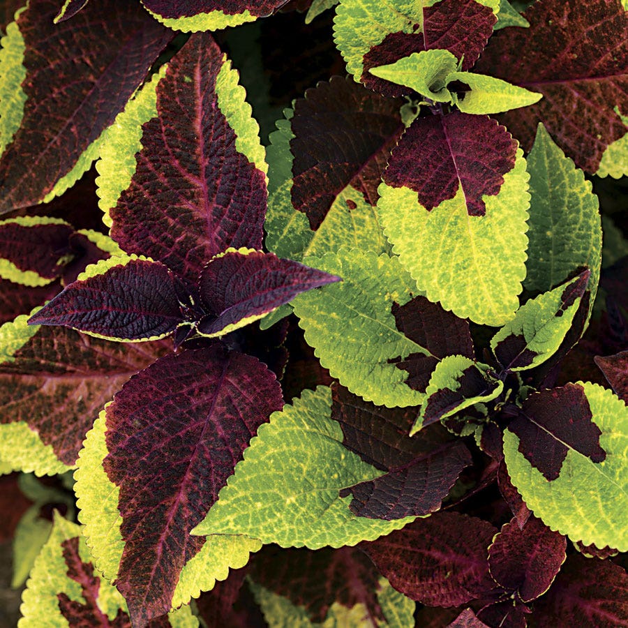 pineapple surprise plant Pineapple Surprise Premium Sun Coleus Seeds