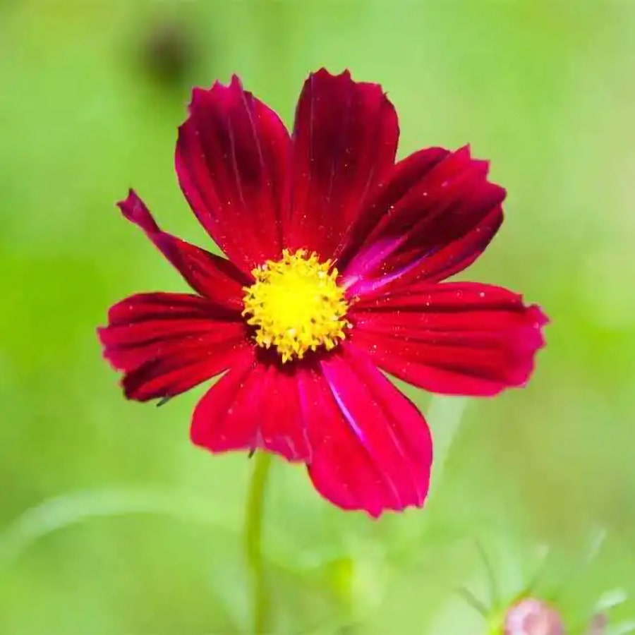 'Rubenza' Cosmos Seeds