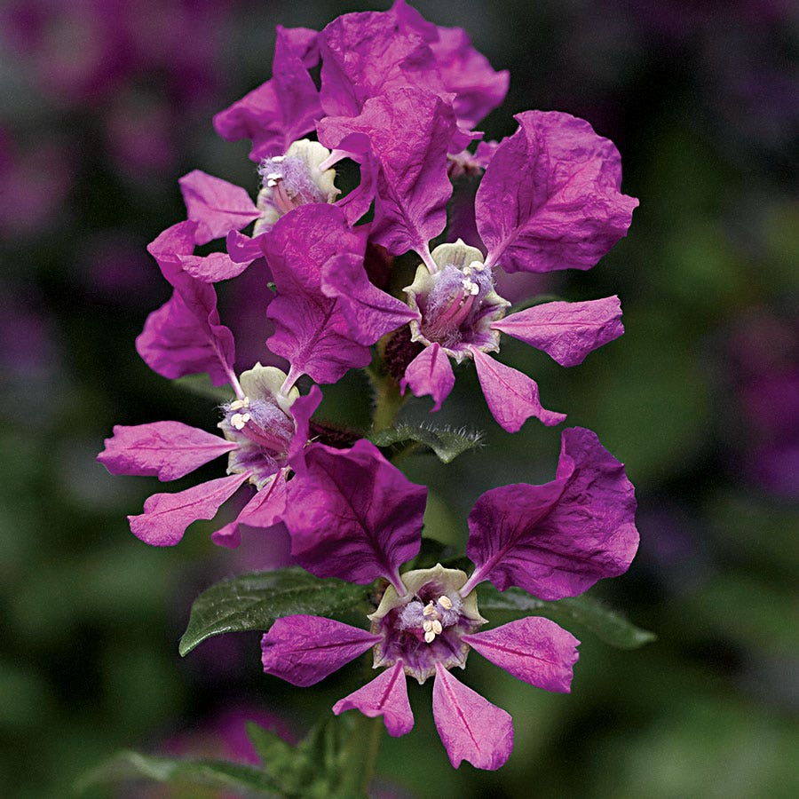 Sriracha™ Violet Cuphea Seeds