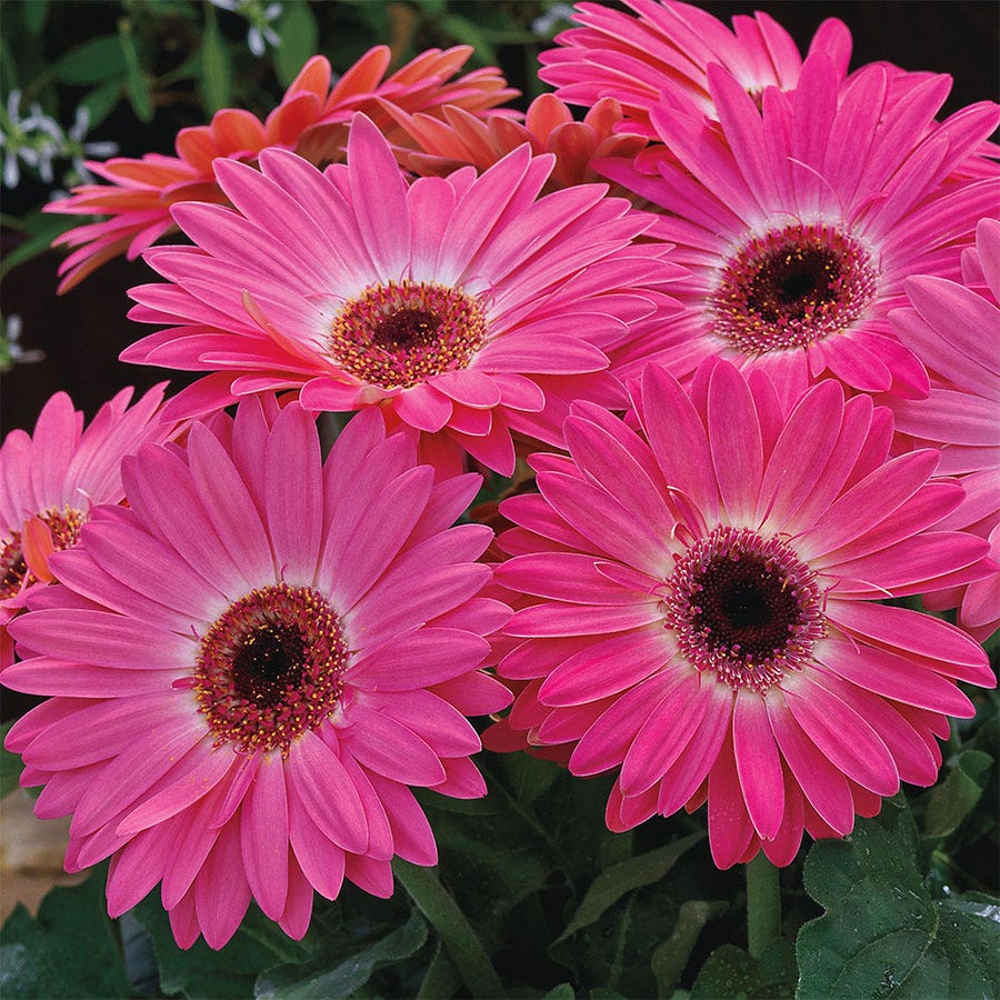 Majorette Pink Halo Gerbera Daisy Seeds