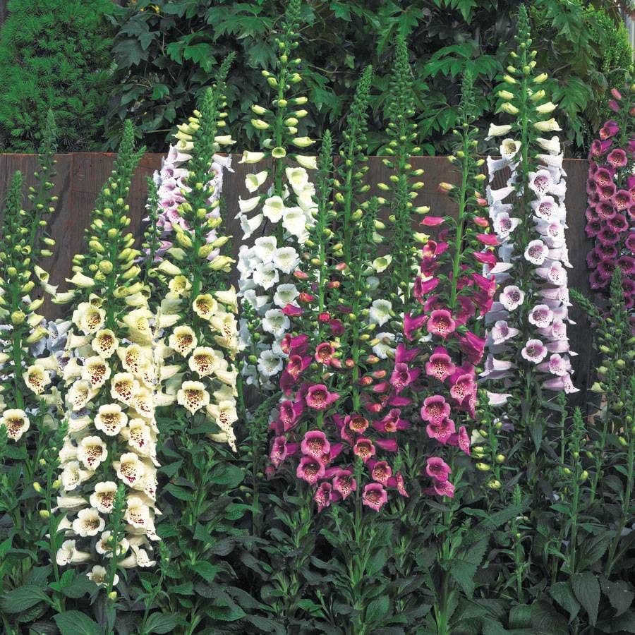 foxgloves seeds planting Camelot™ Mix Hybrid Foxglove Seeds – Park Seed