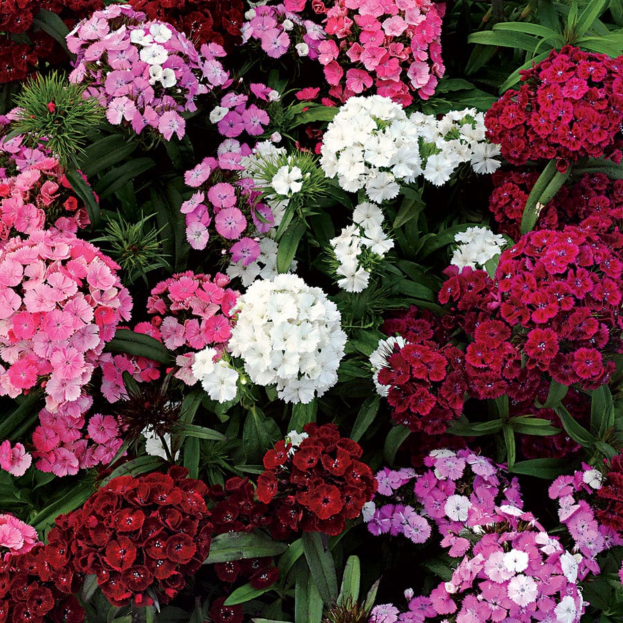 dianthus flower seed Dash™ F1 Mix Dianthus Seeds