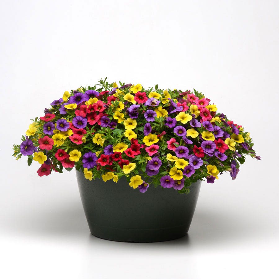 Fuseables® Paradise Island Calibrachoa Seeds