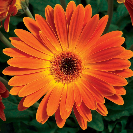 Majorette Sunset Orange Hybrid Gerbera Daisy Seeds