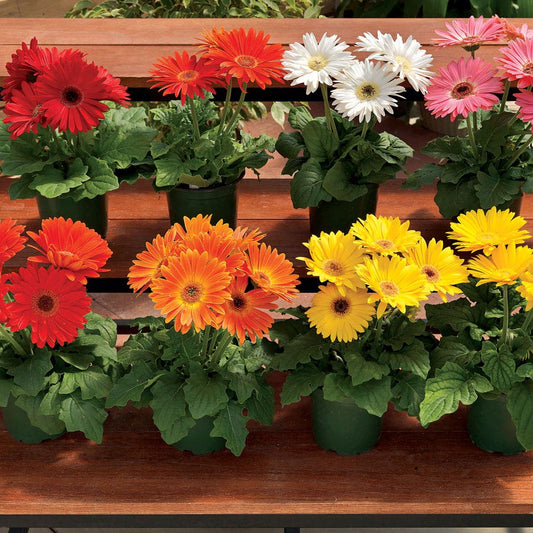 Majorette Hybrids Mix Gerbera Daisy Seeds