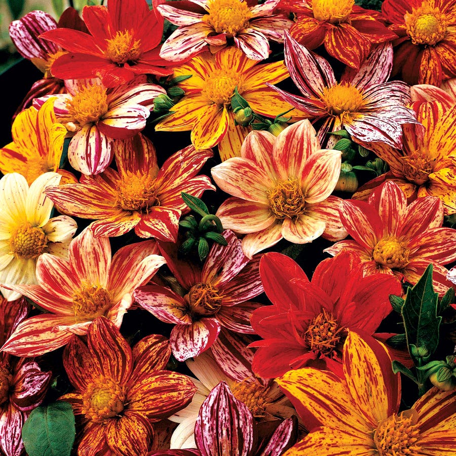 dahlia seeds Dahlia Fireworks Mix Seed Untreated