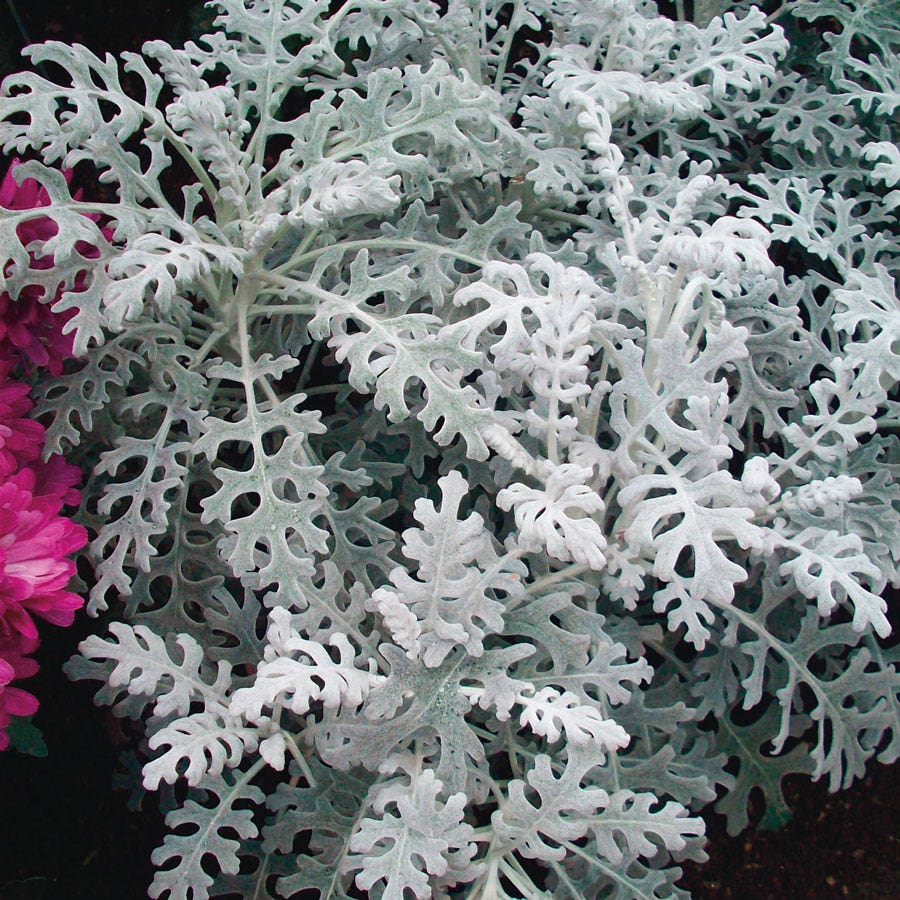 Dusty Miller Silverado Seeds