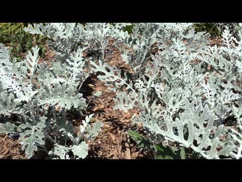 Dusty Miller Silverado Seeds
