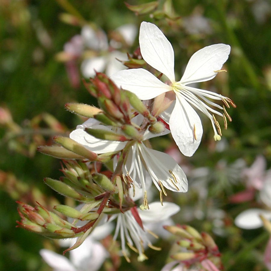 gaura plant seeds Sparkle White Gaura Seeds