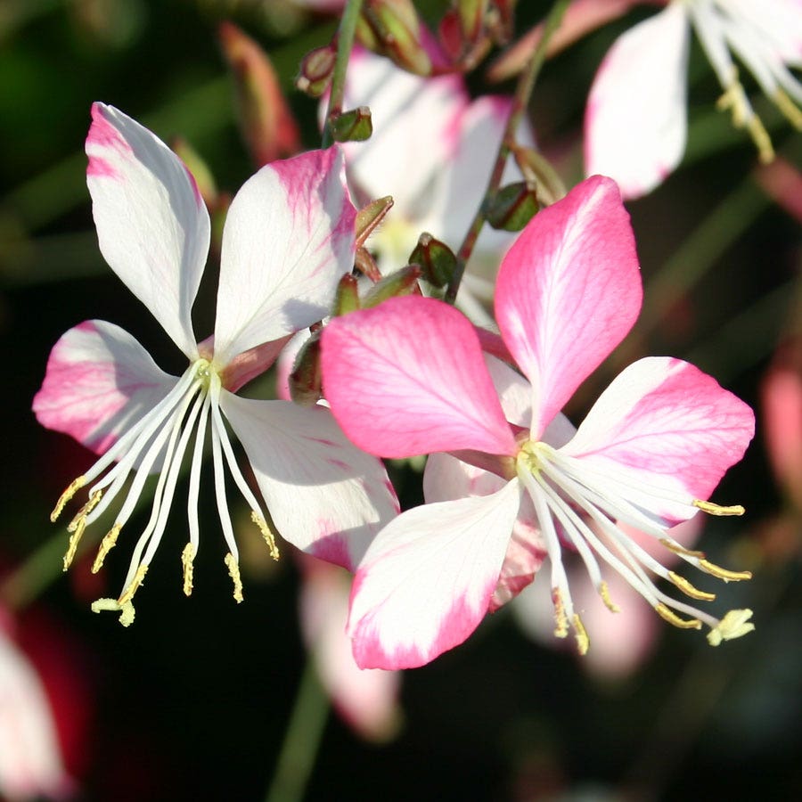 Sparkle White Gaura Seeds
